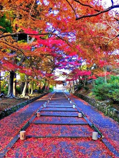 紅葉穴場 毘沙門堂門跡 鍬山神社  光明