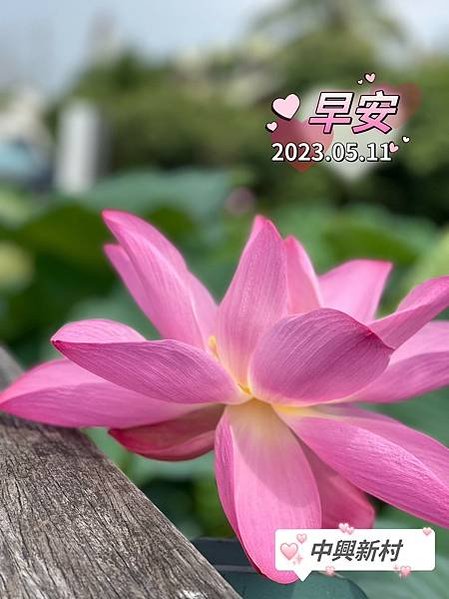 LINE_ALBUM_2023.05.11中興新村荷花_230511_119