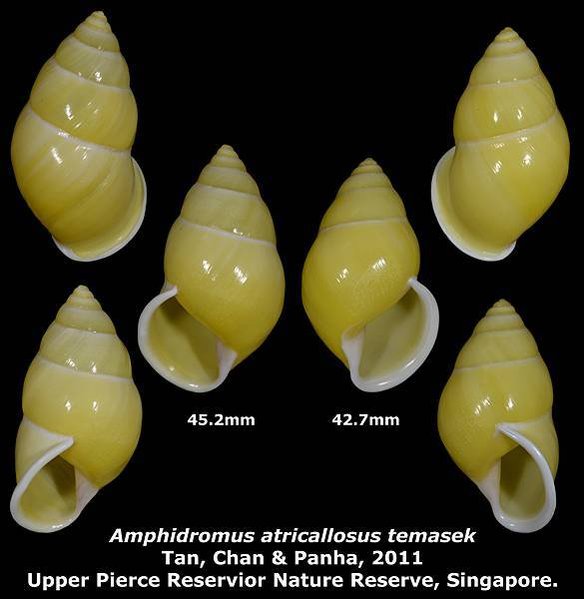 Amphidromus atricallosus temasek 42.7 &amp; 45.2mm