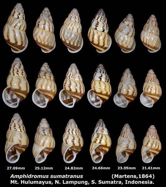 Amphidromus sumatranus 21.61 to 27.9mm