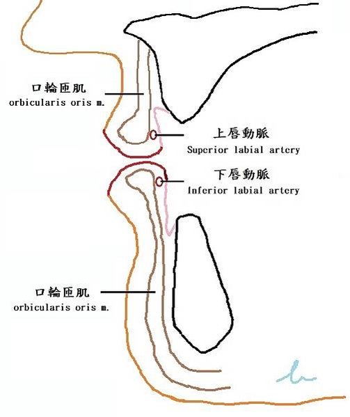 【解剖】上唇動脈與口輪匝肌的相對位置