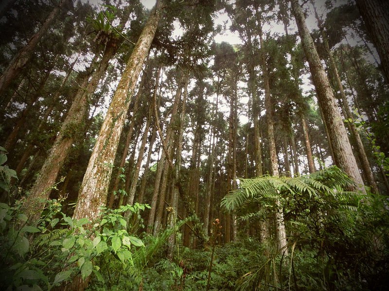 Taiwan ‎Island trips。Couchsurfing。環島景點。南投秘境。忘憂森林。17度C隨拍。  (9)