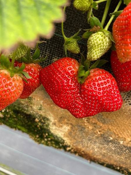 LINE_ALBUM_20240203大湖採草莓🍓_240205_25