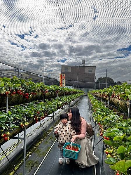 LINE_ALBUM_20240203大湖採草莓🍓_240205_7
