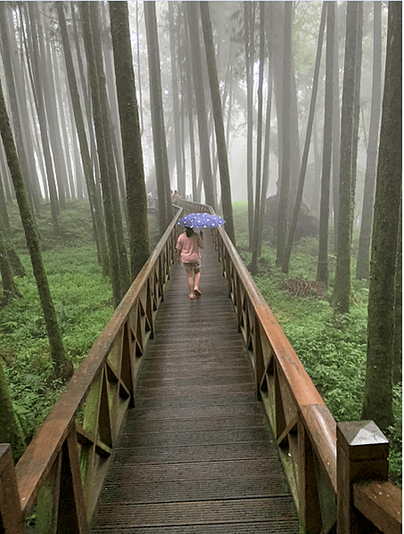 阿里山 2023年秋游...旅行還是需要一股衝動 (五) 原