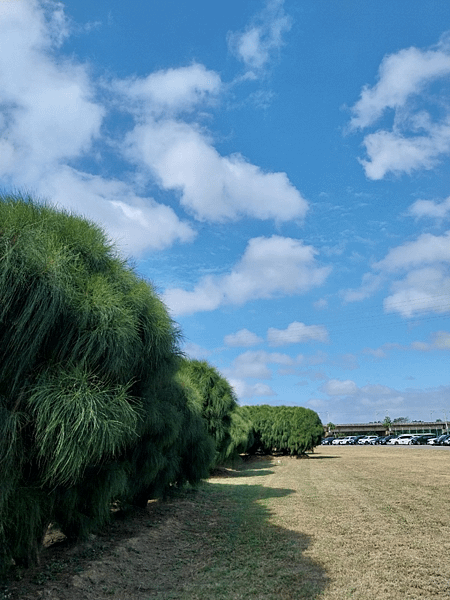 竹北頭前溪河濱公園~拍照練習