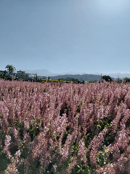 關西南山大橋仙草田_東安古橋_拍照練習