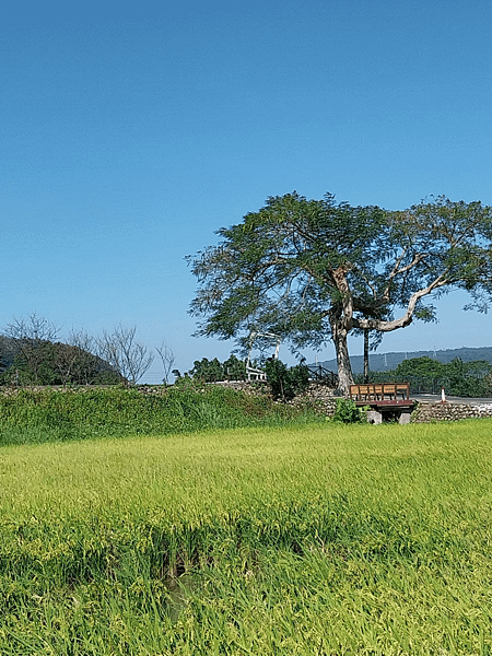 關西南山大橋仙草田_東安古橋_拍照練習