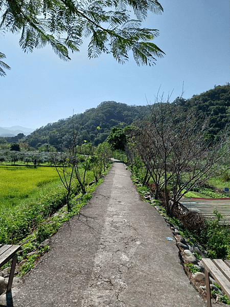 關西南山大橋仙草田_東安古橋_拍照練習