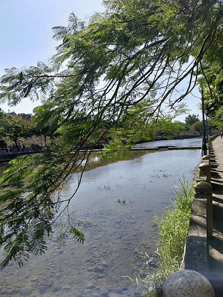 關西南山大橋仙草田_東安古橋_拍照練習