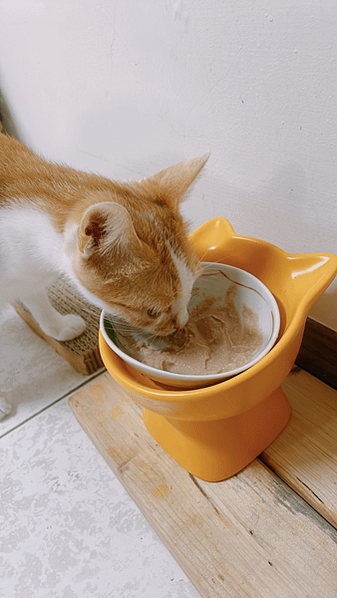 腎貓可以吃的罐頭【貓侍Catpool】升級版低敏食材天然主食