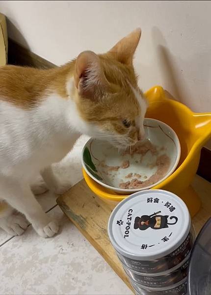 腎貓可以吃的罐頭【貓侍Catpool】升級版低敏食材天然主食