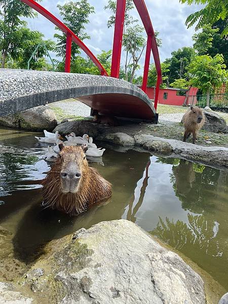 花蓮壽豐張家韓園（韓服體驗、親近與餵食小動物、九宮格火鍋與下