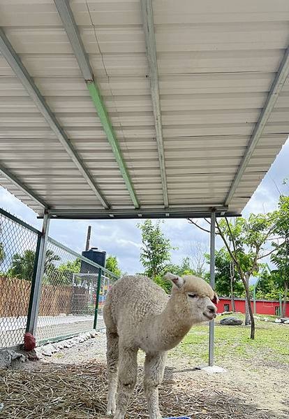 花蓮壽豐張家韓園（韓服體驗、親近與餵食小動物、九宮格火鍋與下