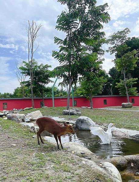 花蓮壽豐張家韓園（韓服體驗、親近與餵食小動物、九宮格火鍋與下