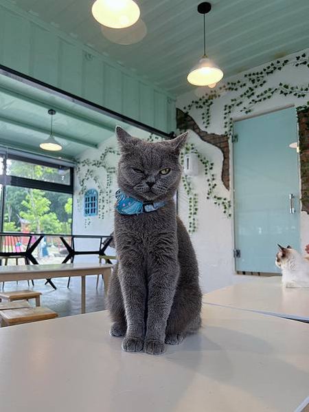 花蓮壽豐張家韓園（韓服體驗、親近與餵食小動物、九宮格火鍋與下