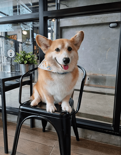 泰國曼谷︱Corgi in the garden 柯基咖啡廳