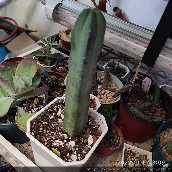 仙人掌：龍神木。Myrtillocactus geometr