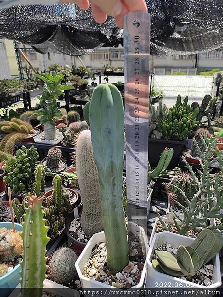 仙人掌：龍神木。Myrtillocactus geometr