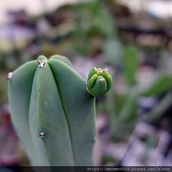 仙人掌：龍神木。Myrtillocactus geometr