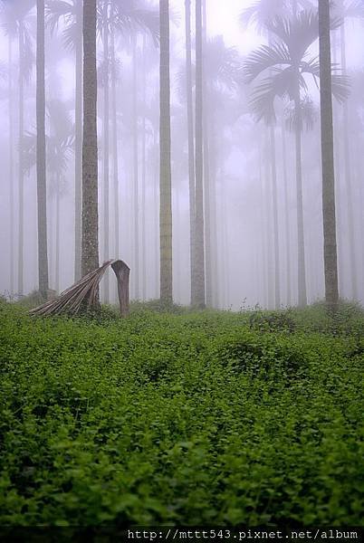 雲霧繚繞 (1).jpg