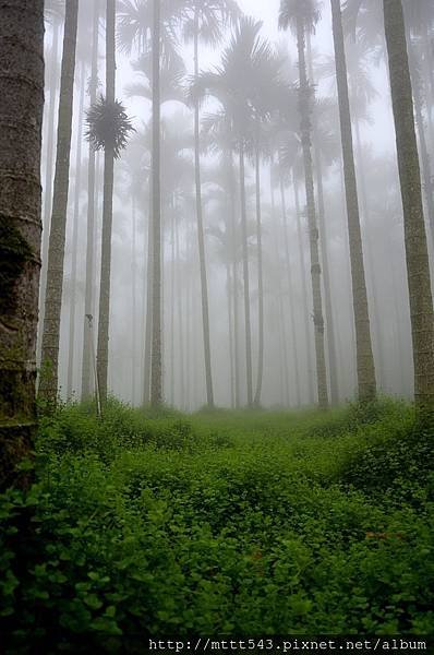 雲霧繚繞 (2).jpg