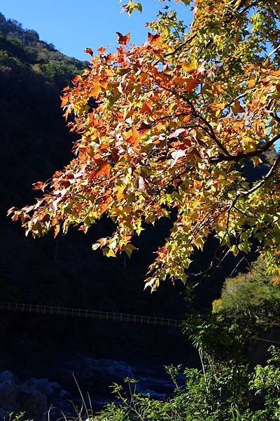 台灣十大神木排行/溪頭千年神木倒塌/樹齡超過2500年的紅檜