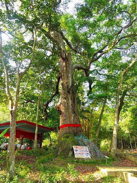 油車伯公+北埔大林開山伯公/二寮神木-350年樟樹神木/油車