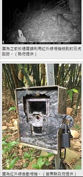 台灣瀕危動物石虎數量僅存不到500隻/「石虎田」， 堅持不噴