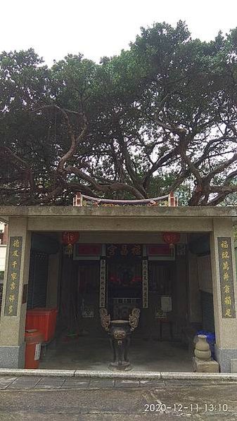 竹北東平里土牛溝/竹北蕃仔寮土牛溝/250年老榕樹土地公福昌