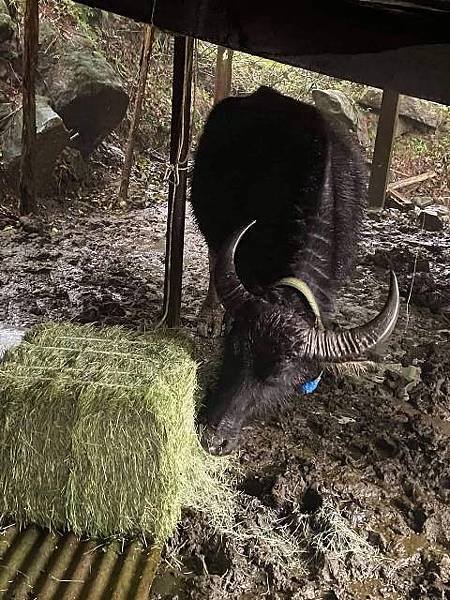 「水牛精神」水牛伯沒架子髒兮兮挖水溝 網友感動淚推/「雖敗猶