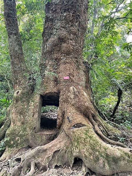 山老鼠/檜木分紅檜、扁柏兩種/「比炒房地產還凶」。市價一才（