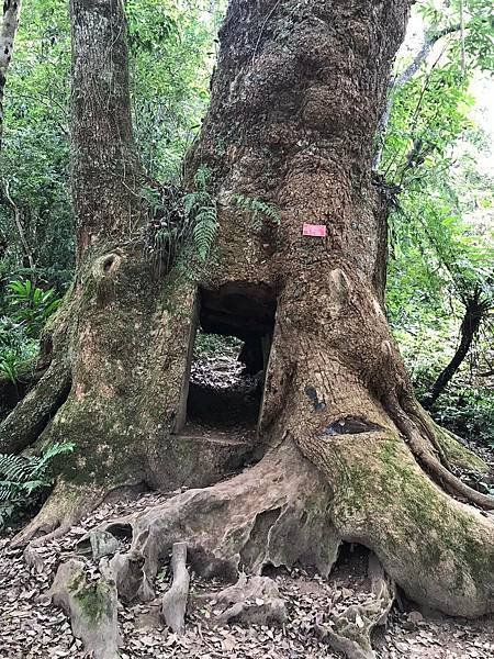 山老鼠/檜木分紅檜、扁柏兩種/「比炒房地產還凶」。市價一才（