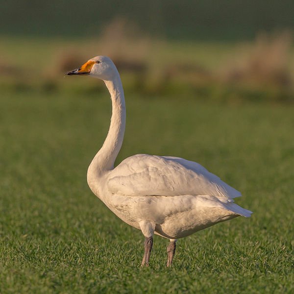 600px-Cygnus_cygnus_Singschwan