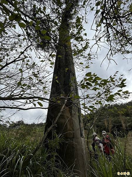 霍夫曼窯（八卦窯）臺灣珍貴古窯又現蹤--新竹湖口新發現「霍夫