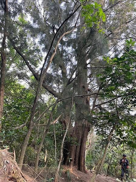 湖口大園山陣地，發現百年老樹群-木麻黃，拯救老樹-請縣政府固