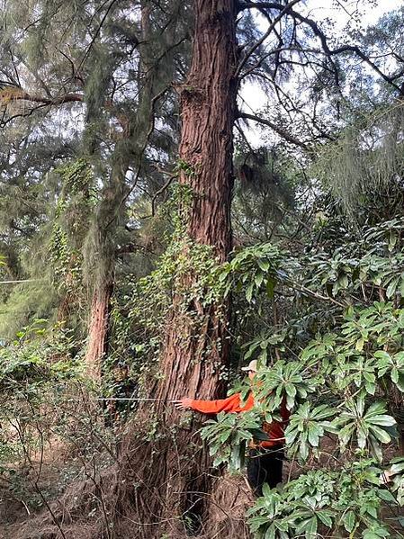 湖口大園山陣地，發現百年老樹群-木麻黃，拯救老樹-請縣政府固