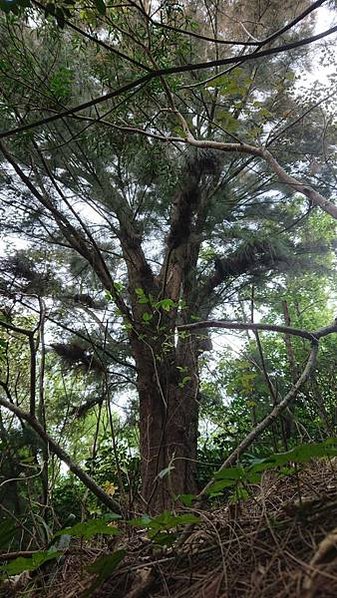 湖口大園山陣地，發現百年老樹群-木麻黃，拯救老樹-請縣政府固