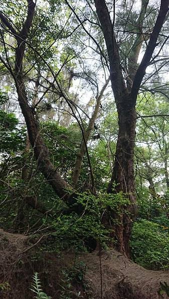 湖口大園山陣地，發現百年老樹群-木麻黃，拯救老樹-請縣政府固