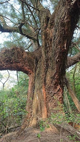 湖口大園山陣地，發現百年老樹群-木麻黃，拯救老樹-請縣政府固