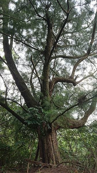 湖口大園山陣地，發現百年老樹群-木麻黃，拯救老樹-請縣政府固