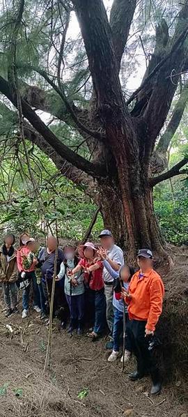 湖口大園山陣地，發現百年老樹群-木麻黃，拯救老樹-請縣政府固