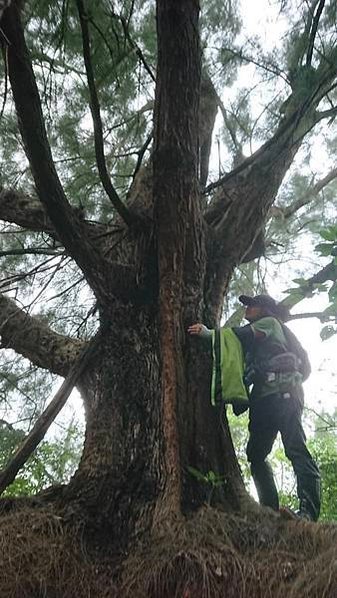 湖口大園山陣地，發現百年老樹群-木麻黃，拯救老樹-請縣政府固