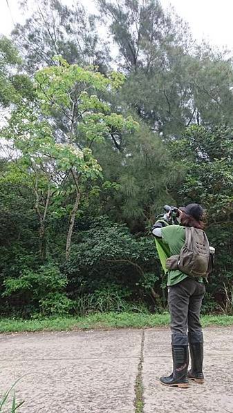 湖口大園山陣地，發現百年老樹群-木麻黃，拯救老樹-請縣政府固