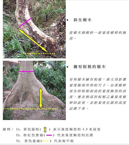 湖口大園山陣地，發現百年老樹群-木麻黃，拯救老樹-請縣政府固