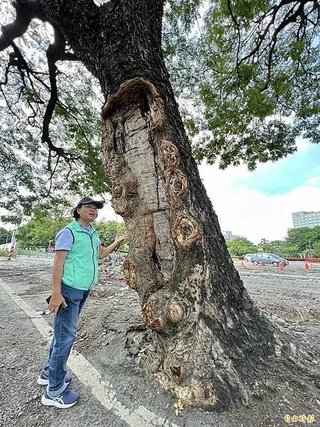 湖口大園山陣地，發現百年老樹群-木麻黃，拯救老樹-請縣政府固