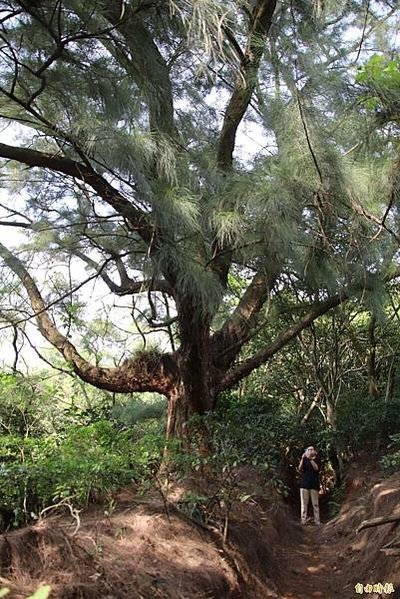 湖口大園山陣地，發現百年老樹群-木麻黃，拯救老樹-請縣政府固