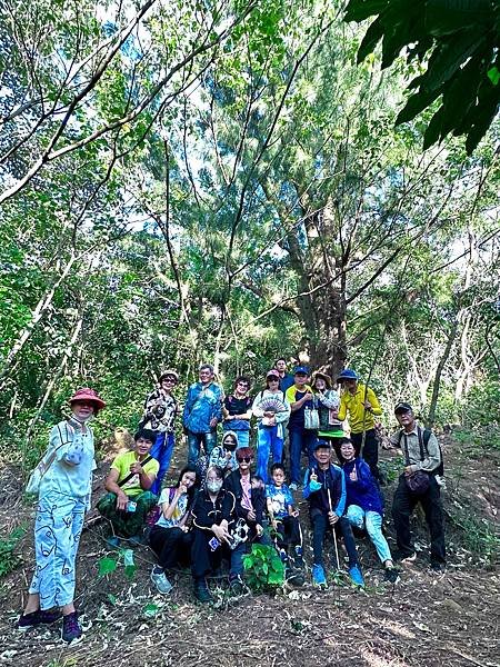 湖口大園山陣地，發現百年老樹群-木麻黃，拯救老樹-請縣政府固