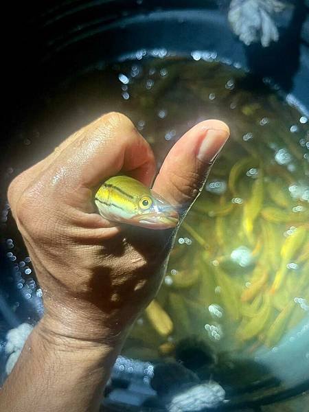 日月潭魚虎大爆發 投縣電擊獵捕魚虎肆虐8公斤超大「兇猛魚虎」