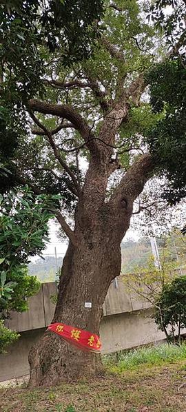 新竹市最高齡的老樹〔開山伯公三百年老樟樹〕風空開山伯公(金山